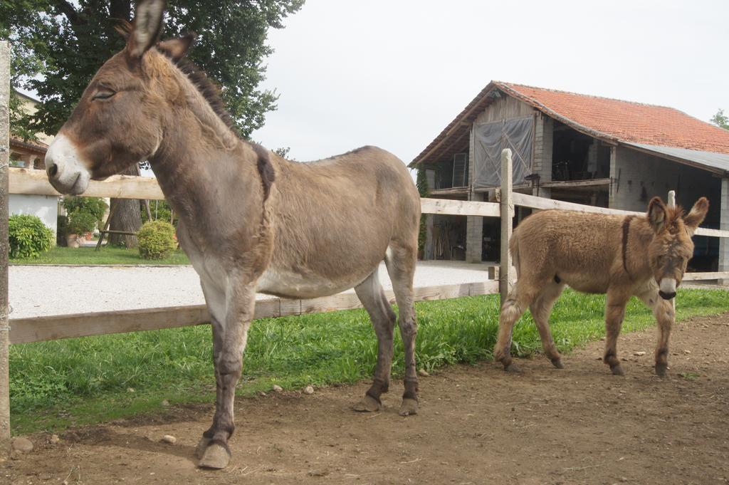 Agriturismo Richeton Gaiarine Luaran gambar